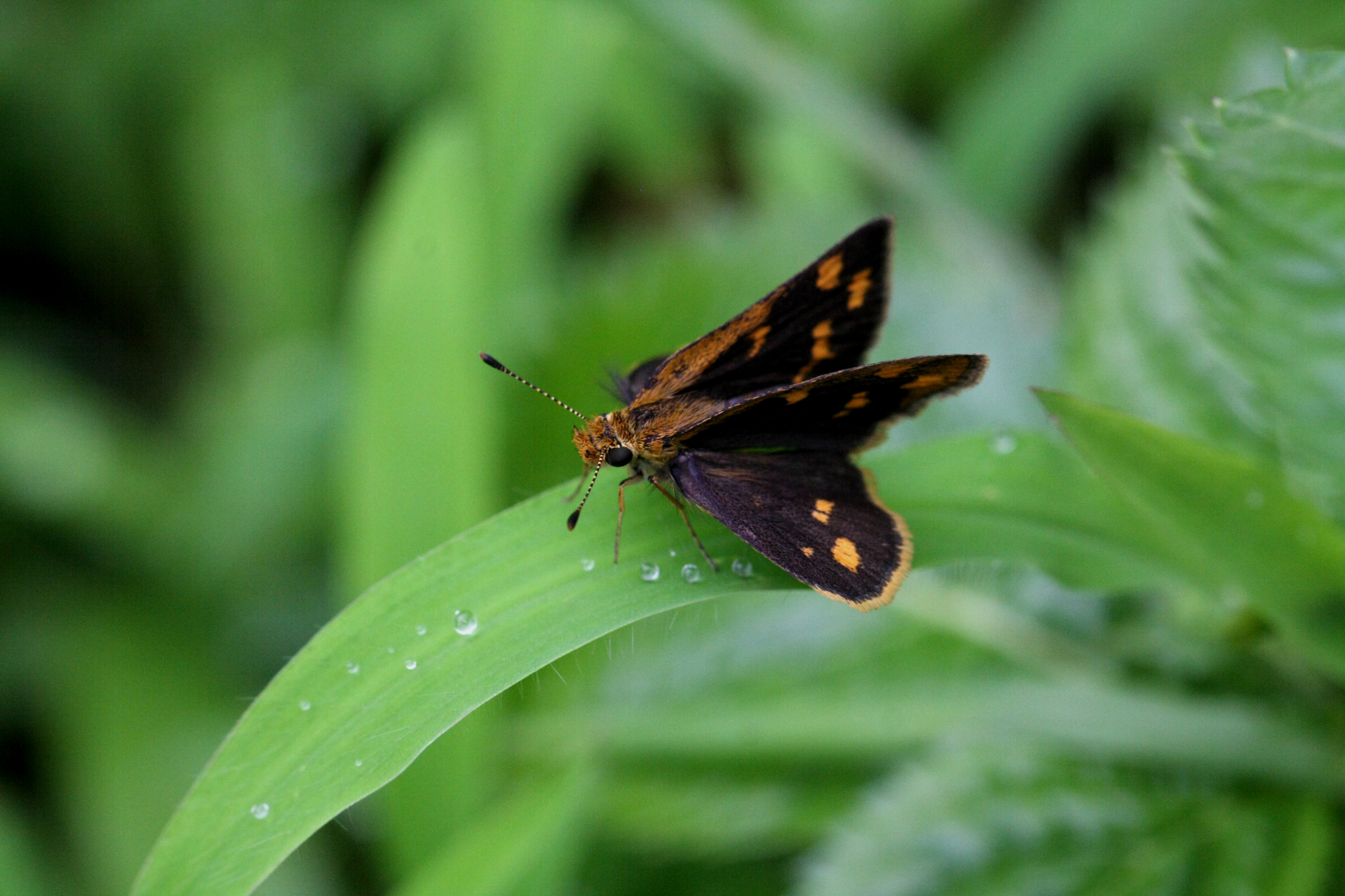 Tamil Grass Dart