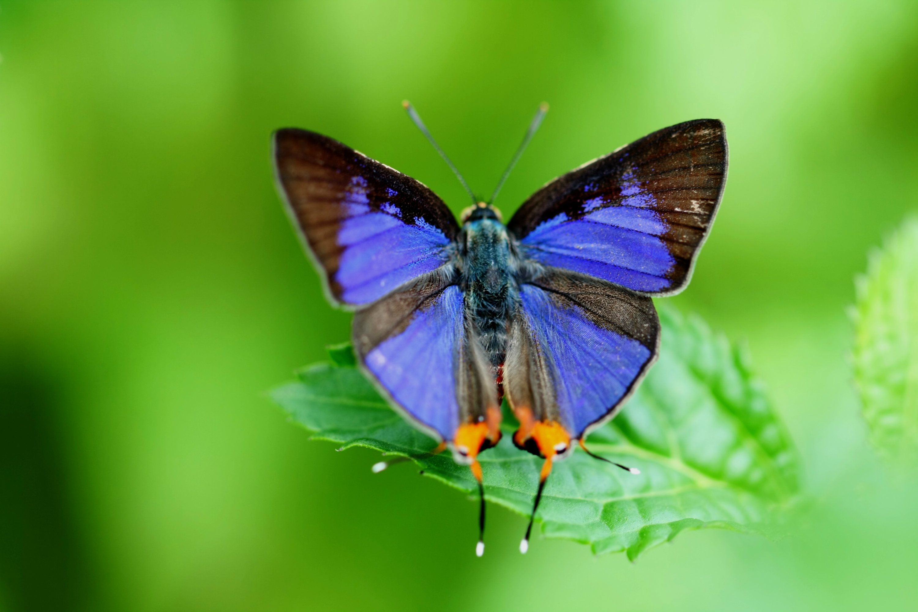 Long-Banded Silverline