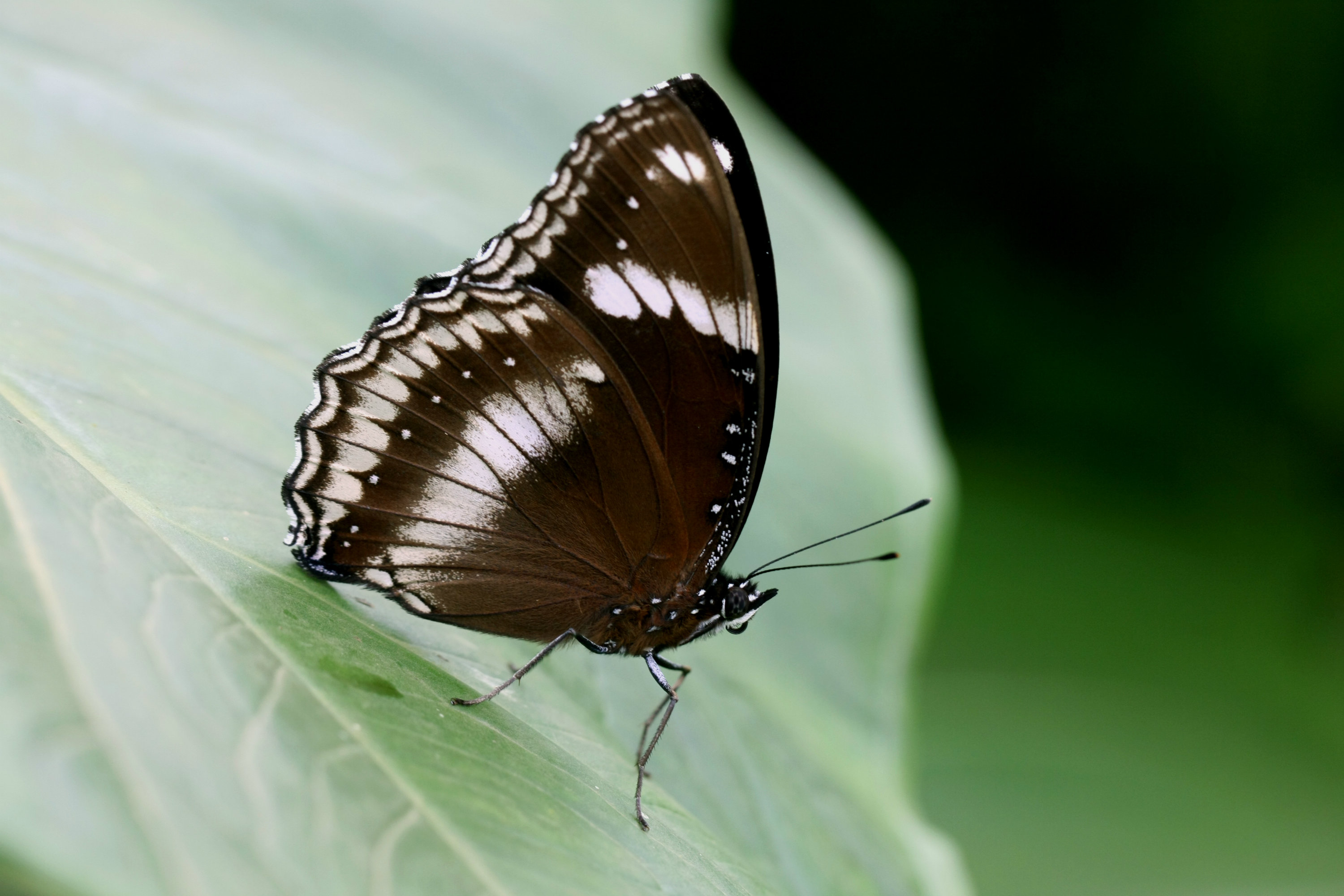 Great Eggfly